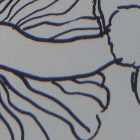 cabbagecontour thumbnail